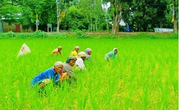 আমন ক্ষেত পরিচর্যায় ব্যস্ত কৃষাণীরা
