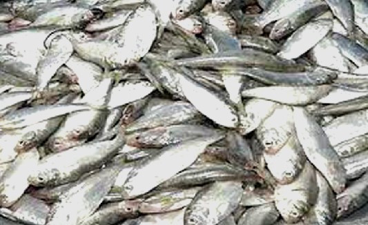 যাত্রীবাহী বাসে মিললো ১০ মণ জাটকা