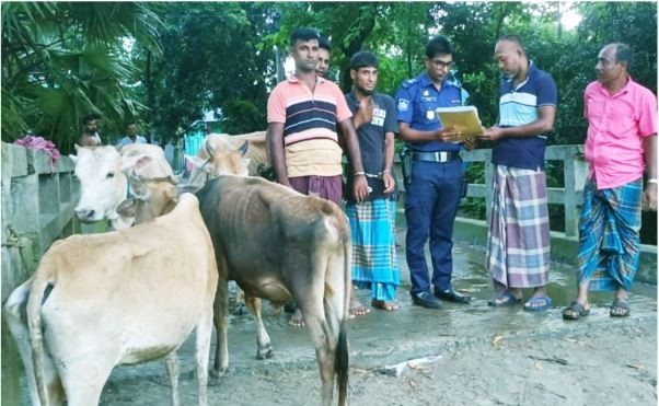 কুমিল্লায় ৪টি ভারতীয় গরু সহ গ্রেফতার ২
