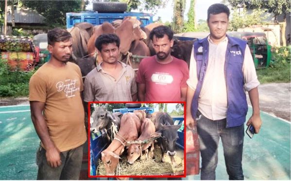 কুমিল্লায় ৯টি গরু সহ আটক ৩