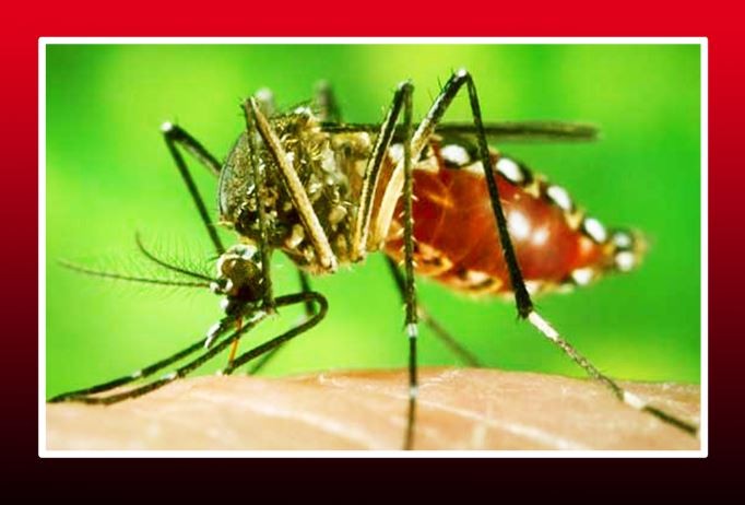 ডেঙ্গুতে আক্রান্ত হয়ে ৯জনের মৃত্যু